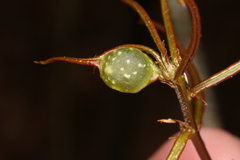 Dryocosmus quercuspalustris