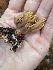 Ramaria apiculata
