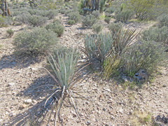 Yucca baccata baccata