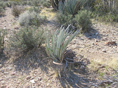 Yucca baccata baccata