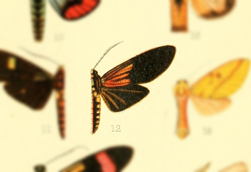 Belemnia aplaga thumbnail