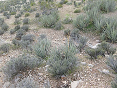 Yucca baccata baccata