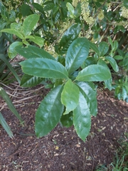 Melicytus ramiflorus