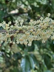 Melicytus ramiflorus