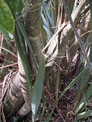 Melicytus ramiflorus