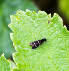 Adela septentrionella