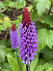 Primula vialii