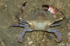 Charybdis hellerii