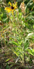Rudbeckia hirta