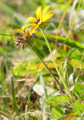 Rudbeckia hirta