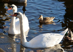 Cygnus olor
