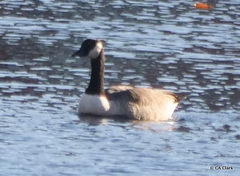 Branta canadensis