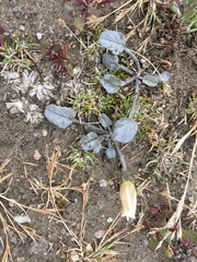 Convolvulus verecundus