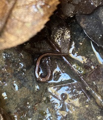 Plethodon websteri