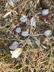 Convolvulus verecundus