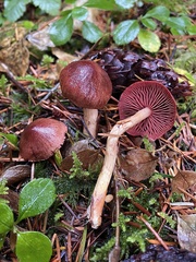 Cortinarius phoeniceus