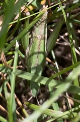 Dichromorpha viridis