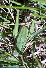 Dichromorpha viridis