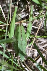 Dichromorpha viridis