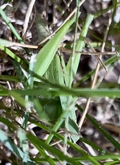 Dichromorpha viridis