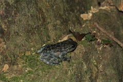 Amolops hongkongensis