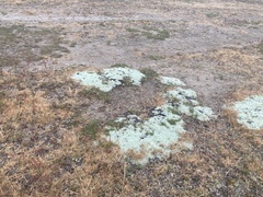 Convolvulus verecundus