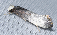 Tinea occidentella