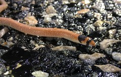 Pygopus nigriceps