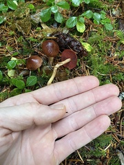 Cortinarius phoeniceus