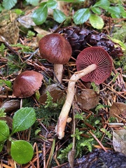 Cortinarius phoeniceus