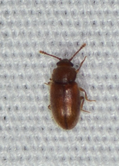 Cryptophagidae