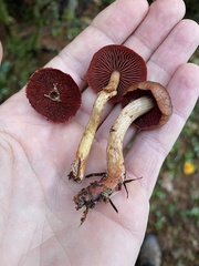 Cortinarius phoeniceus