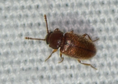 Cryptophagidae