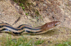 Pituophis lineaticollis