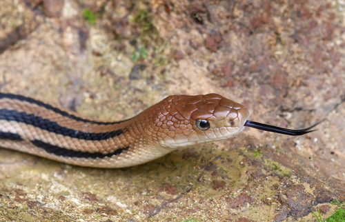 Middle American Gopher Snake (Pituophis lineaticollis)