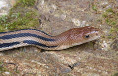 Pituophis lineaticollis