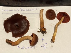 Cortinarius phoeniceus