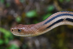 Pituophis lineaticollis