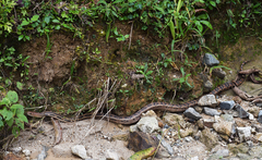Pituophis lineaticollis