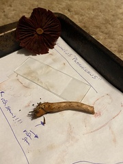 Cortinarius phoeniceus