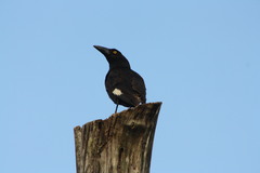 Strepera graculina graculina