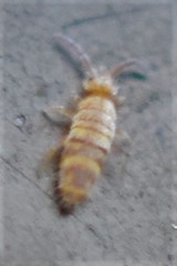 Entomobrya assuta