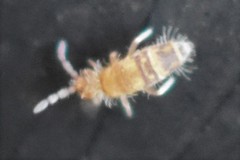 Entomobrya assuta