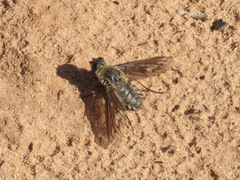 Poecilanthrax californicus