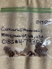 Cortinarius phoeniceus