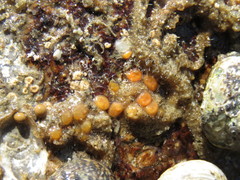 Metandrocarpa taylori