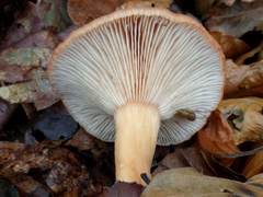 Lactarius subdulcis