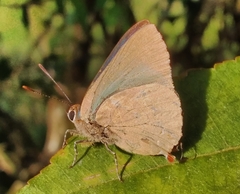 Cyanophrys herodotus
