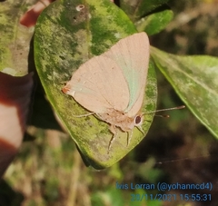 Cyanophrys herodotus