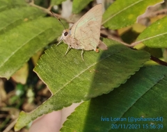 Cyanophrys herodotus